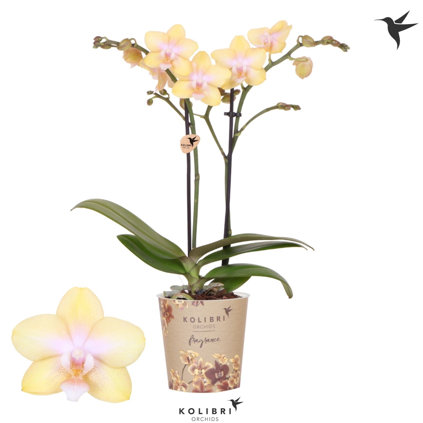 Phalaenopsis mf. Bolgheri Lemon 40cm 9cm Pot