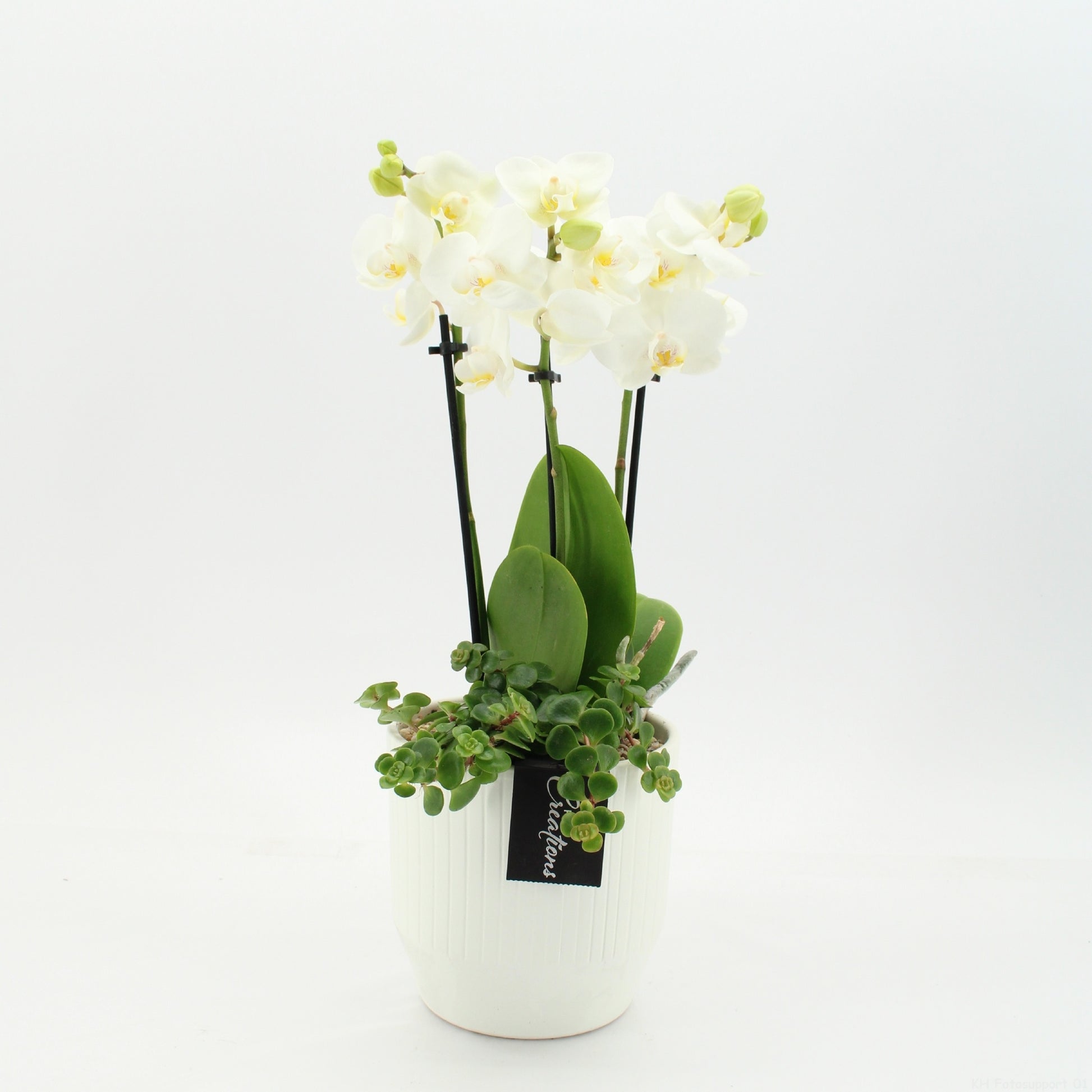 PHAL-2656W Phalaenopsis creatie 45cm 14cm Pot