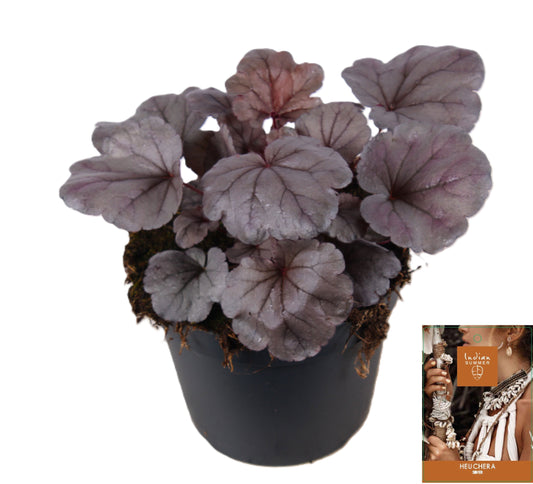 Heuchera Indian Summer silver 25cm 15cm Pot