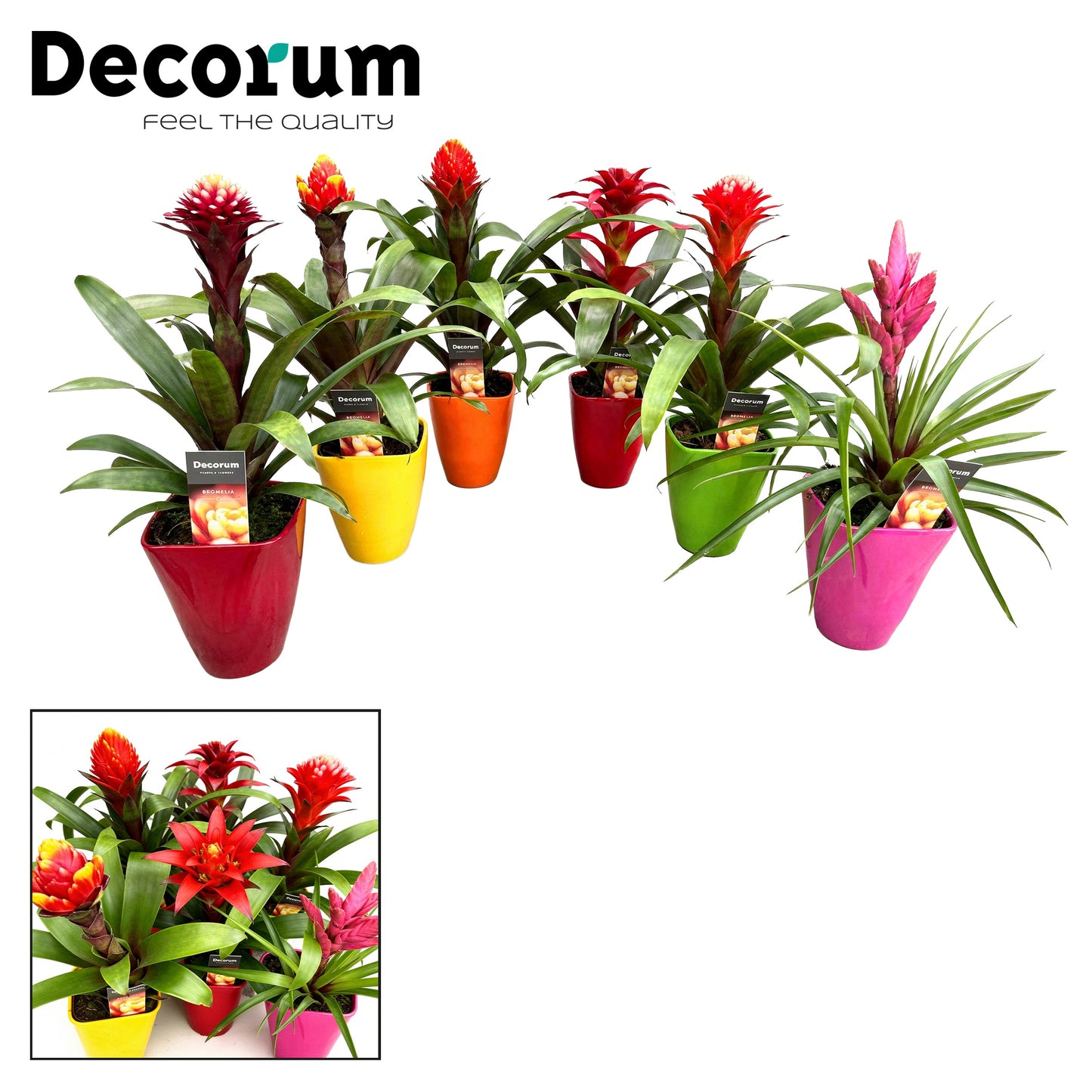 Guzmania mix 50cm 14cm Pot