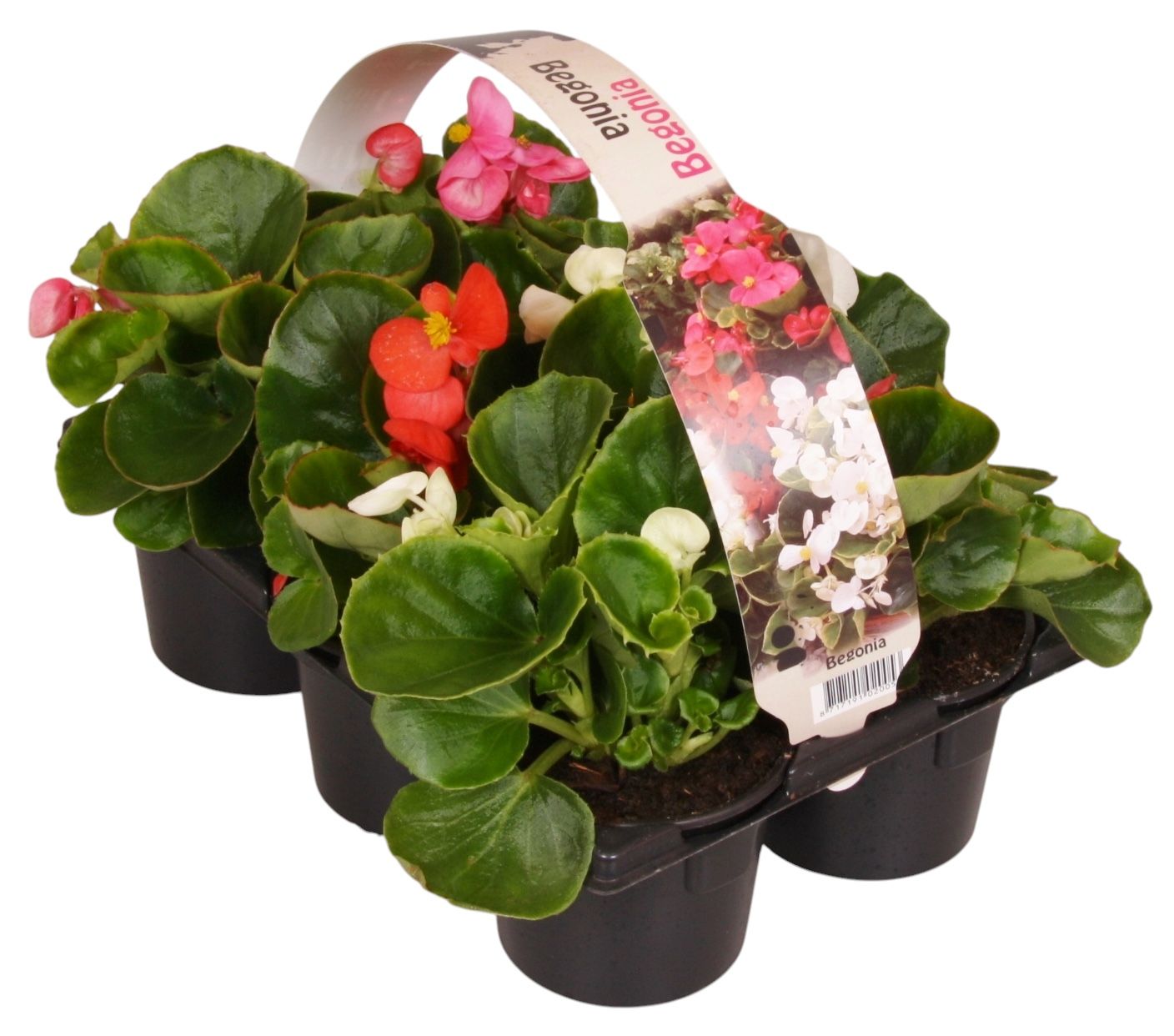 Begonia semp. dark leaf mix 15cm 9cm Pot