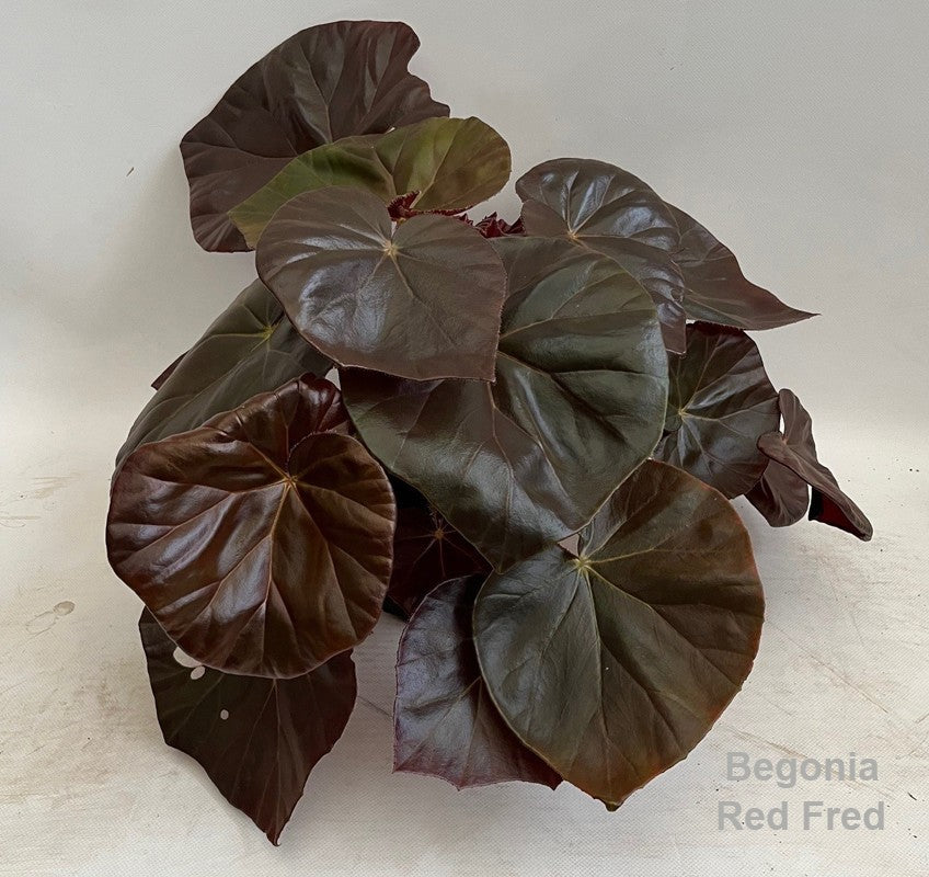 Begonia rex 35cm 14cm Pot