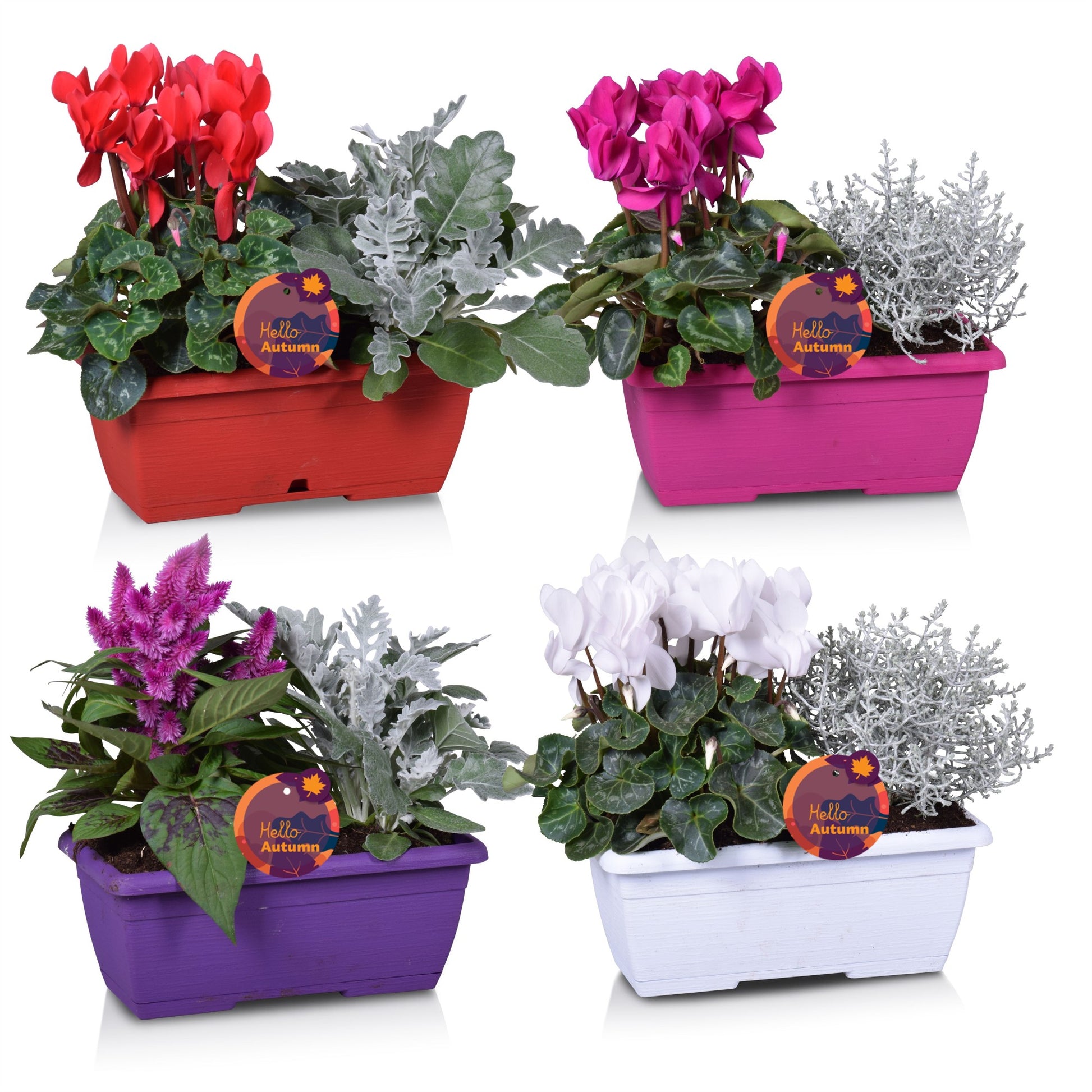 Bedding plants mixpot 30cm 25cm Pot