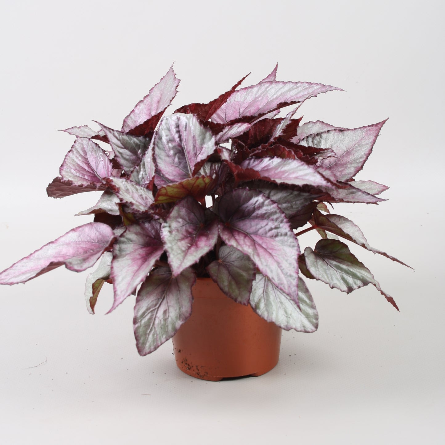 Berghoef Plants Begonia Beleaf Maori Haze Pack of 8