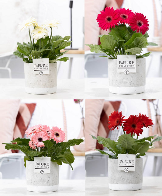 Gerbera mix 22cm 12cm Pot
