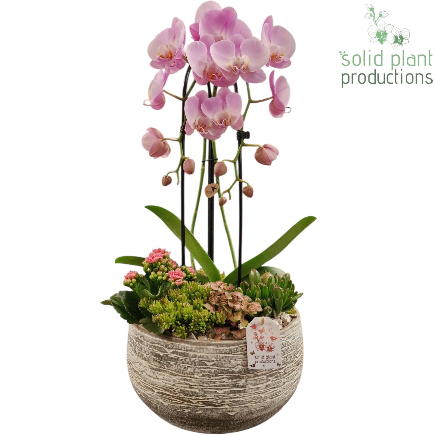 Solid Plant Productions Dakota Pink Pack of 2