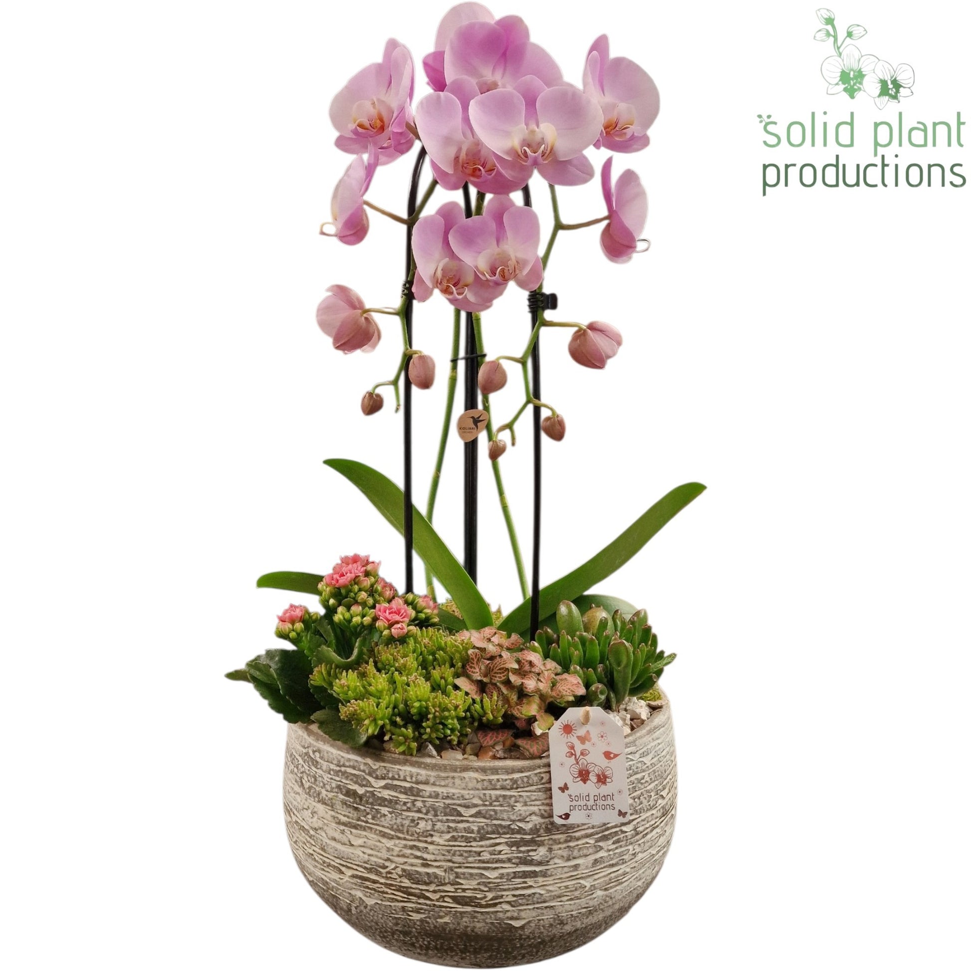 Solid Plant Productions Dakota Pink Pack of 2