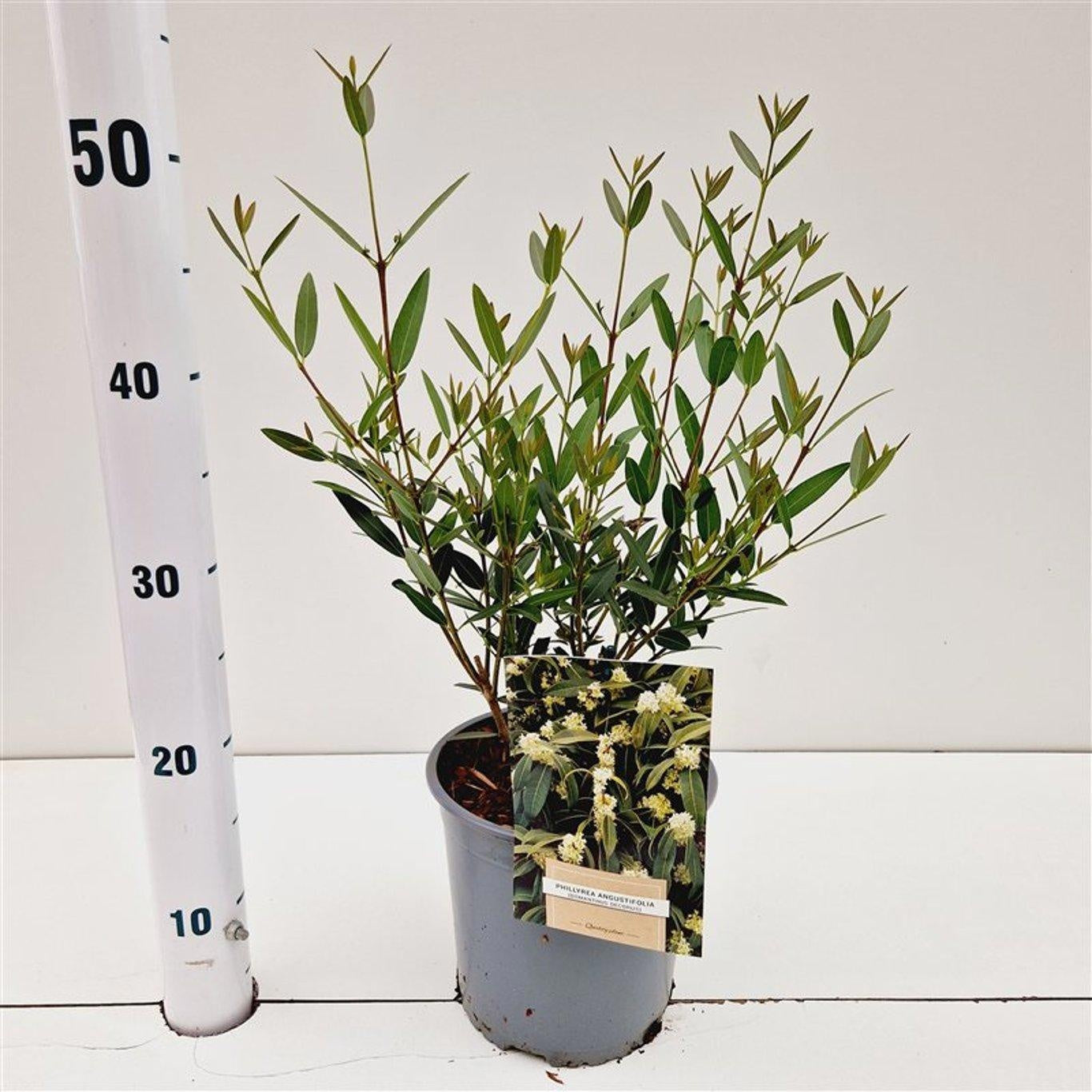 Shrubs mix 35cm 17cm Pot