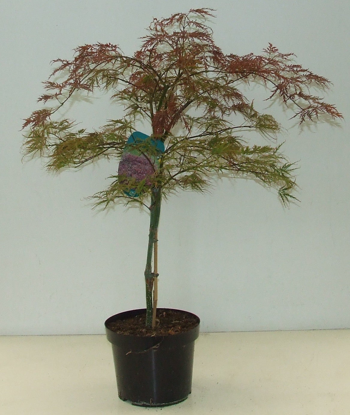 Acer Inaba-shidare 50cm 23cm Pot