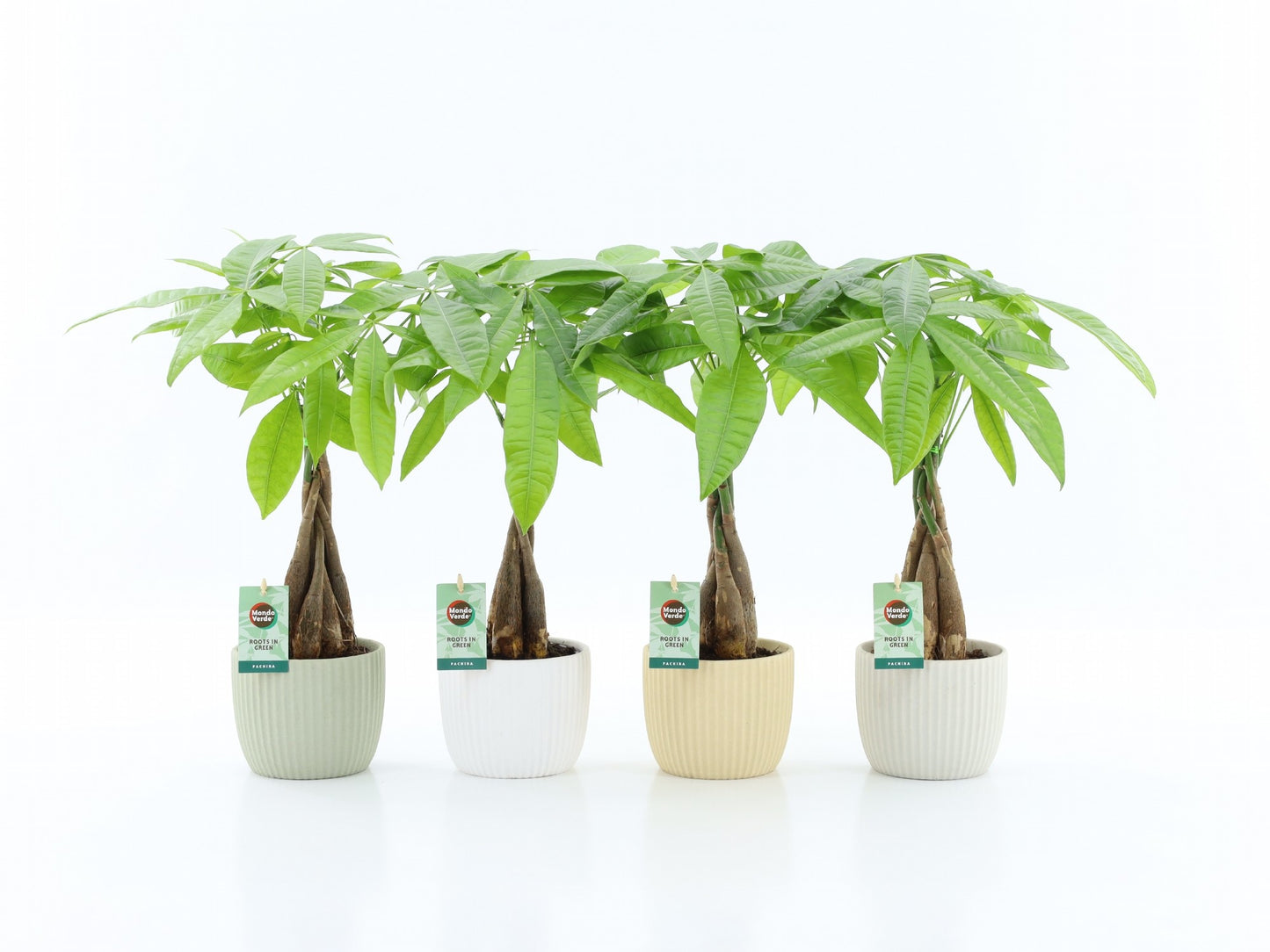 Pachira aquatica 50cm 13cm Pot