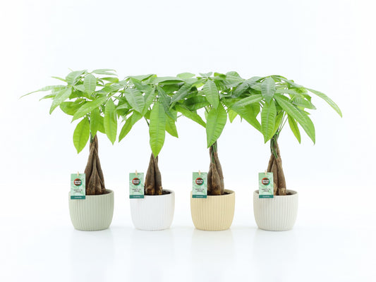 Pachira aquatica 50cm 13cm Pot