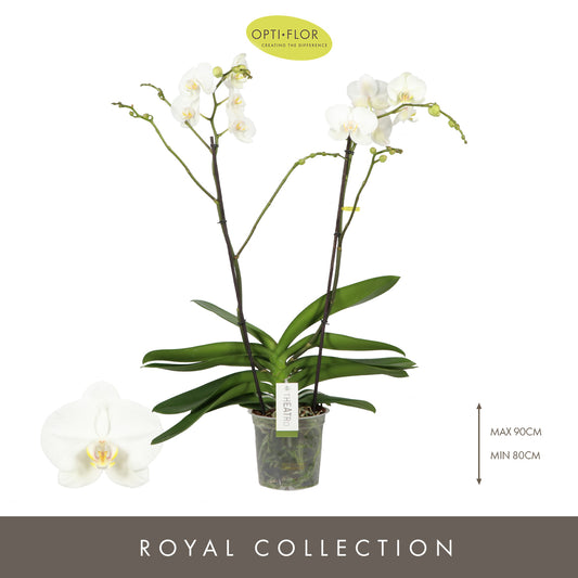 Phalaenopsis Theatro Classico white 85cm 17cm Pot