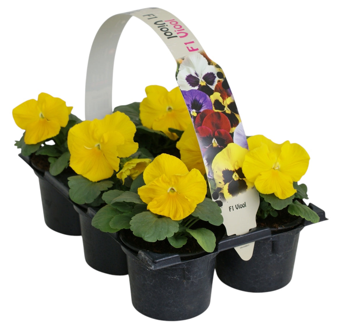 Zuidbaak Honselersdijk Viola Delta Pure Yellow Pack of 14