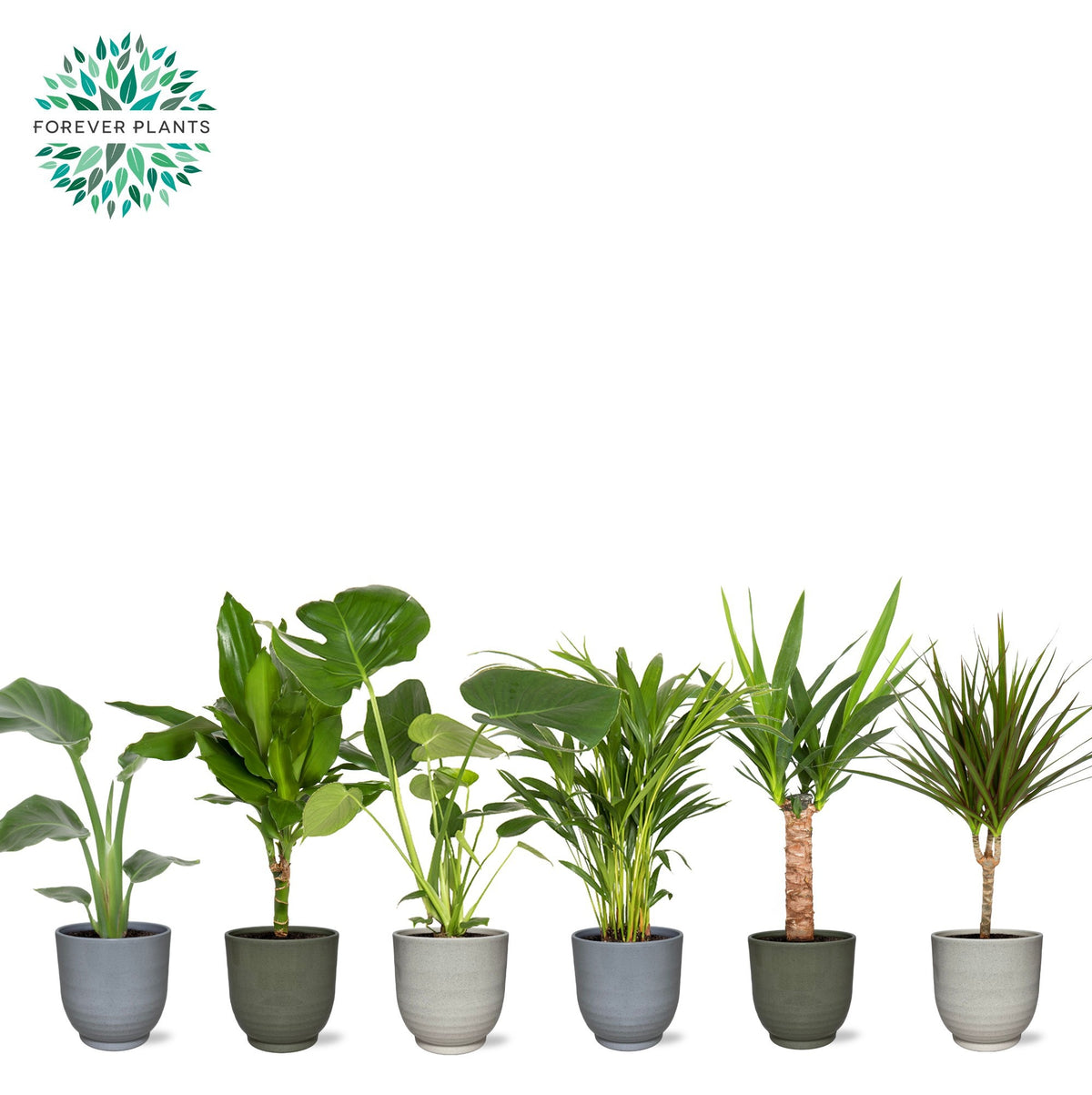Foliage houseplants mix 50cm 14cm Pot