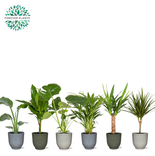Foliage houseplants mix 50cm 14cm Pot