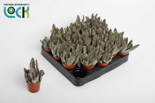 Kalanchoe tomentosa 10cm 5.5cm Pot
