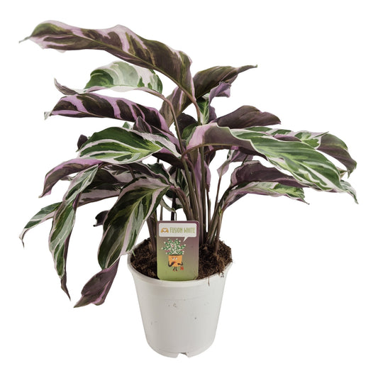 Tass BV, Kwekerij Calathea Fusion White Pack of 7