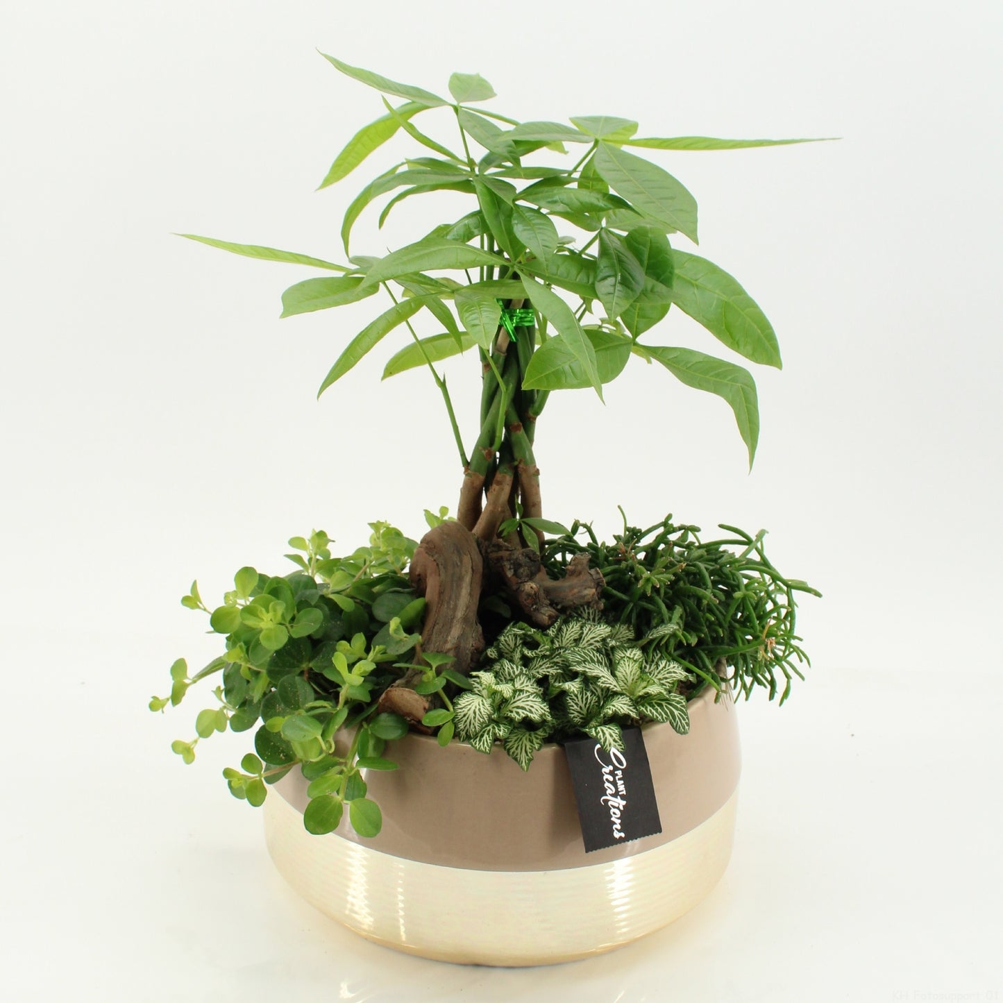 Indoor green arrangement 50cm 25cm Pot