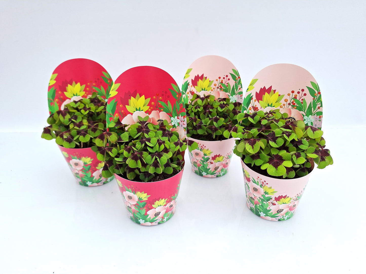 Oxalis deppei 20cm 9cm Pot