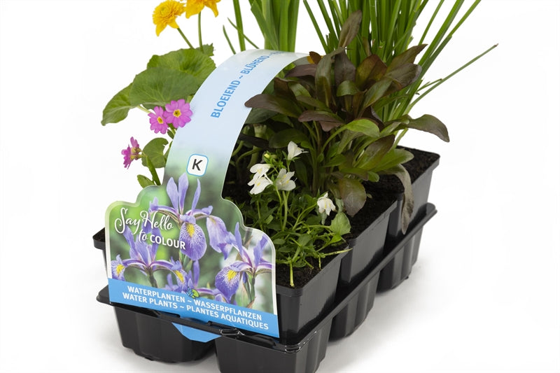 Waterplkw R. Moerings Waterplants Pack of 2