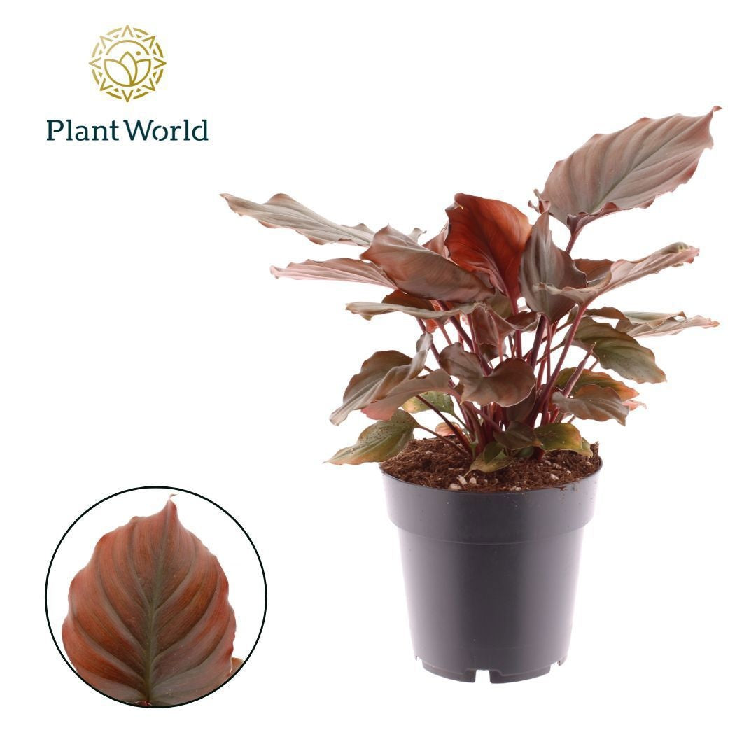 Plantworld Jogrow groene planten overig Pack of 7