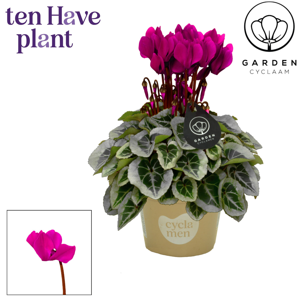 Cyclamen Garden 25cm 10.5cm Pot