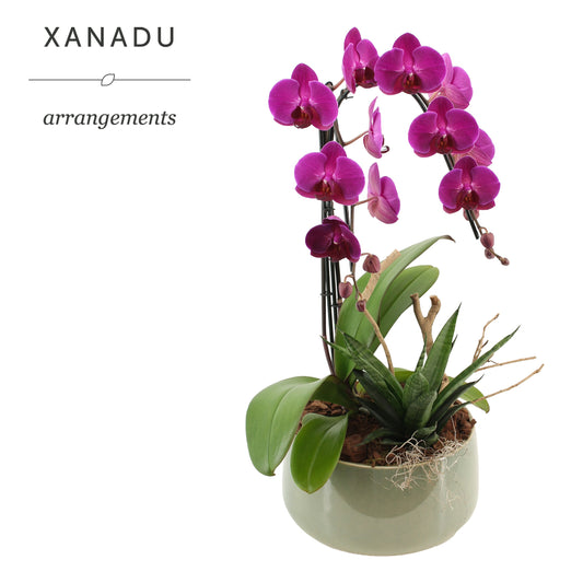 Xanadu Arezzo 60cm 24cm Pot