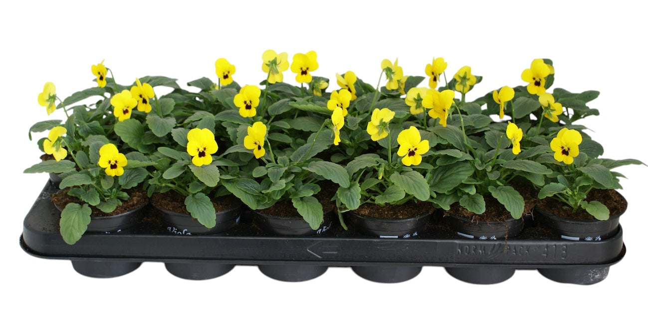 Zuidbaak Honselersdijk Viola corn. yellow Pack of 18