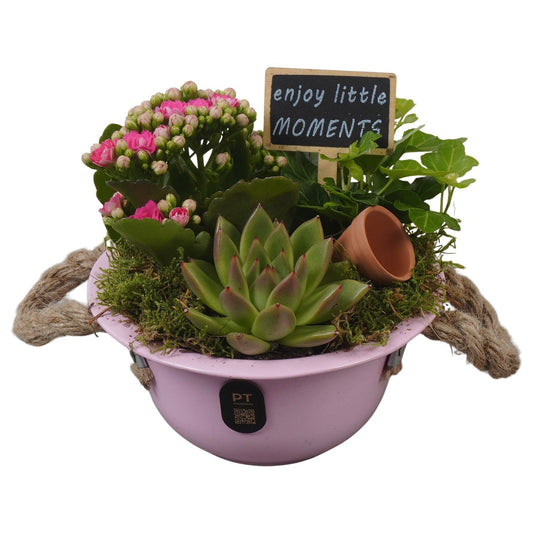 Indoor arrangement 17cm 16cm Pot