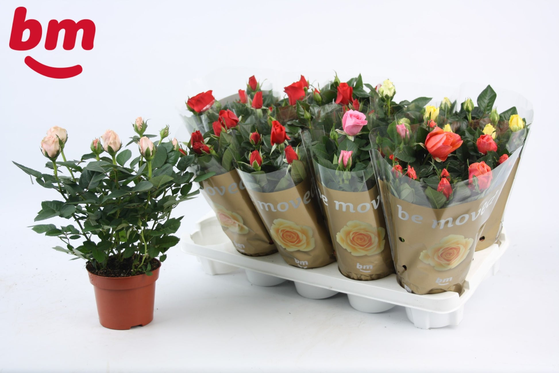 Rosa Beau Monde mix 28cm 12cm Pot