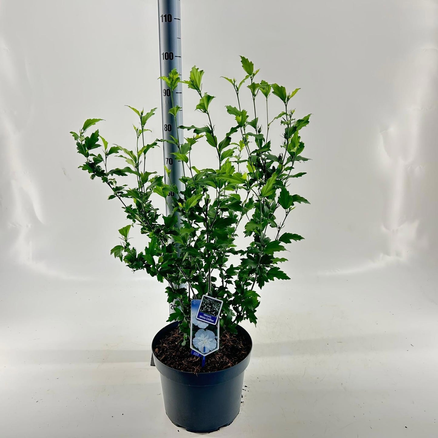Hibiscus syriacus White Chiffon 90cm 29cm Pot