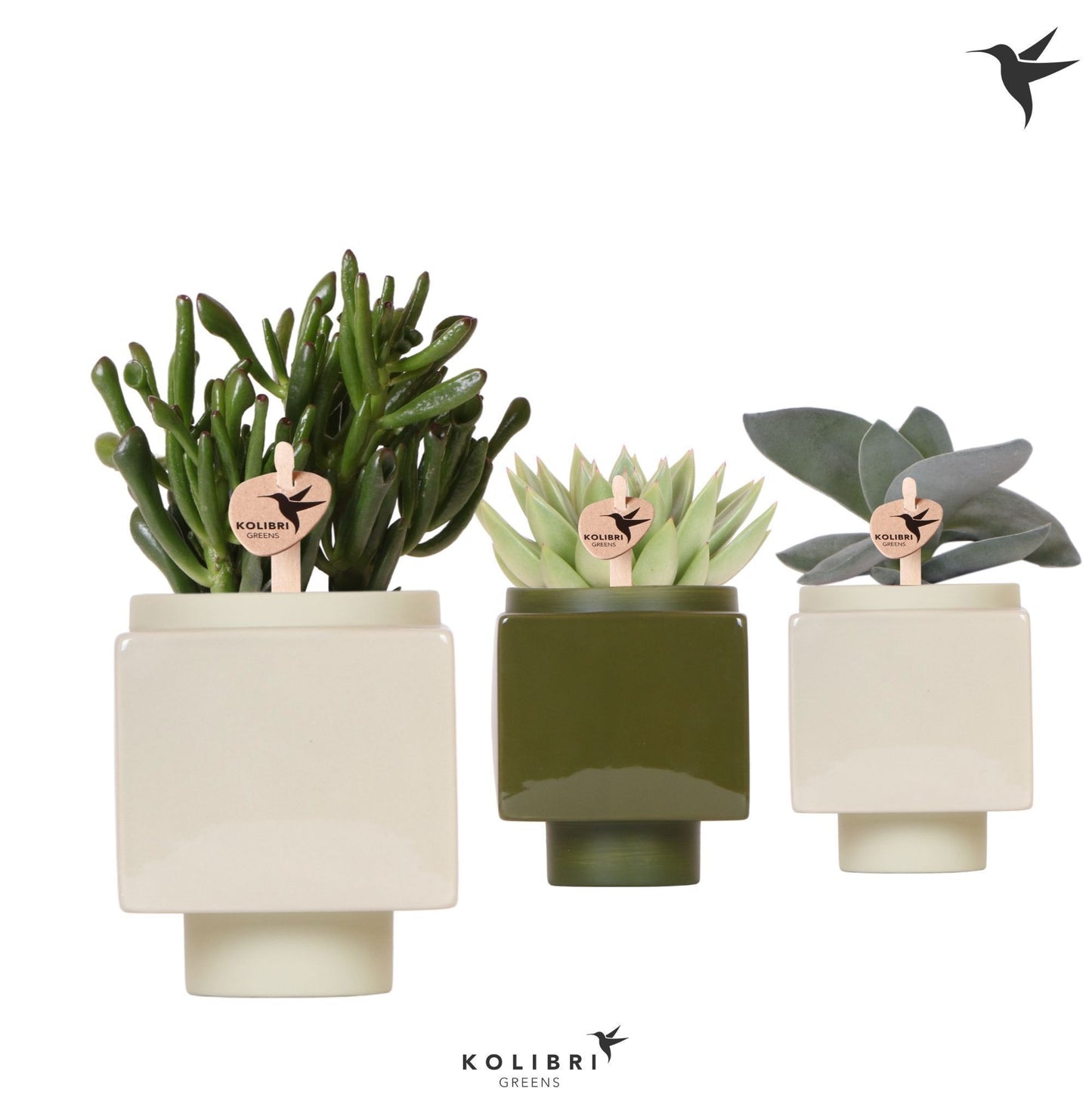 Succulent mix 22cm 9cm Pot