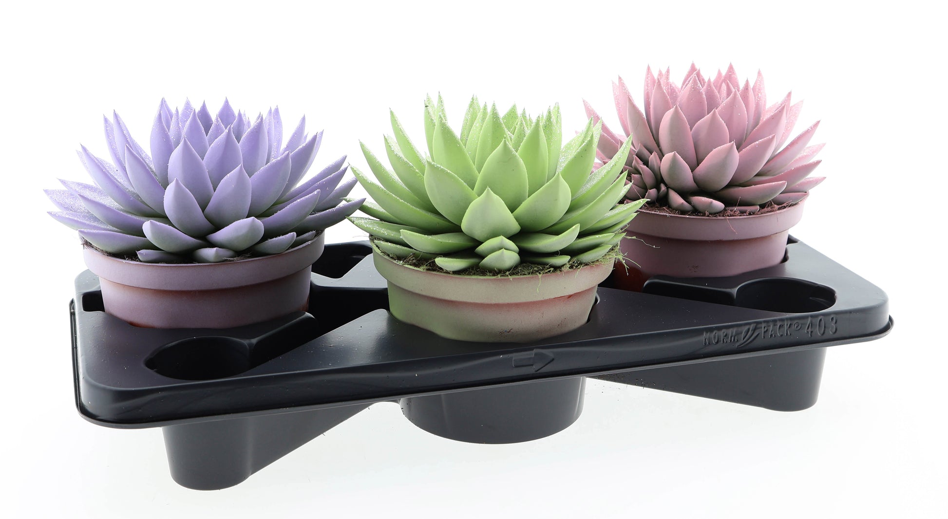 Euro Cactus Holland Bv Miranda pastel glittermix Pack of 3