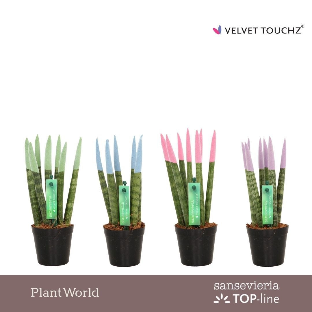 Sansevieria cylindrica 18cm 6cm Pot