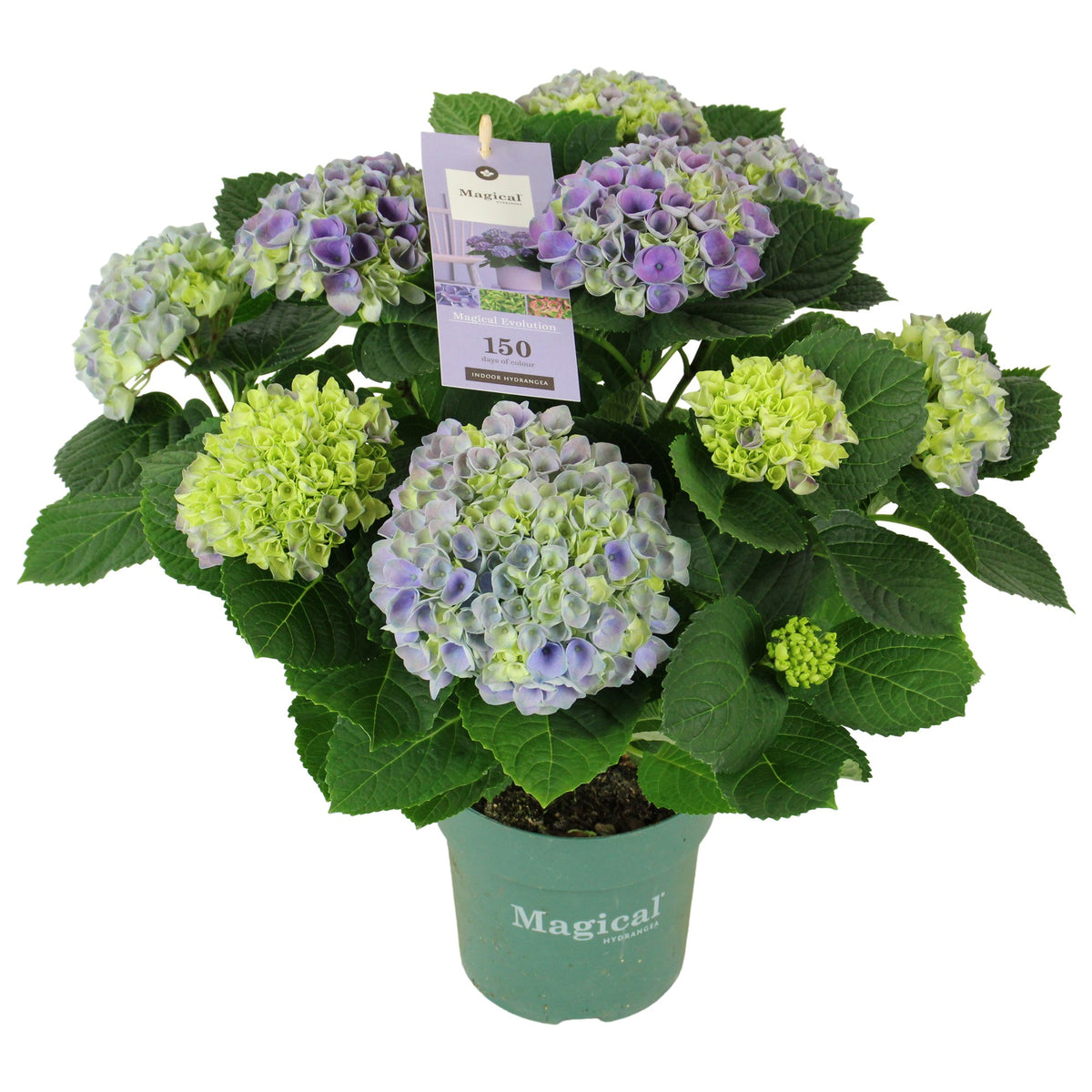 Hydrangea macr. Magical Evolution 40cm 14cm Pot