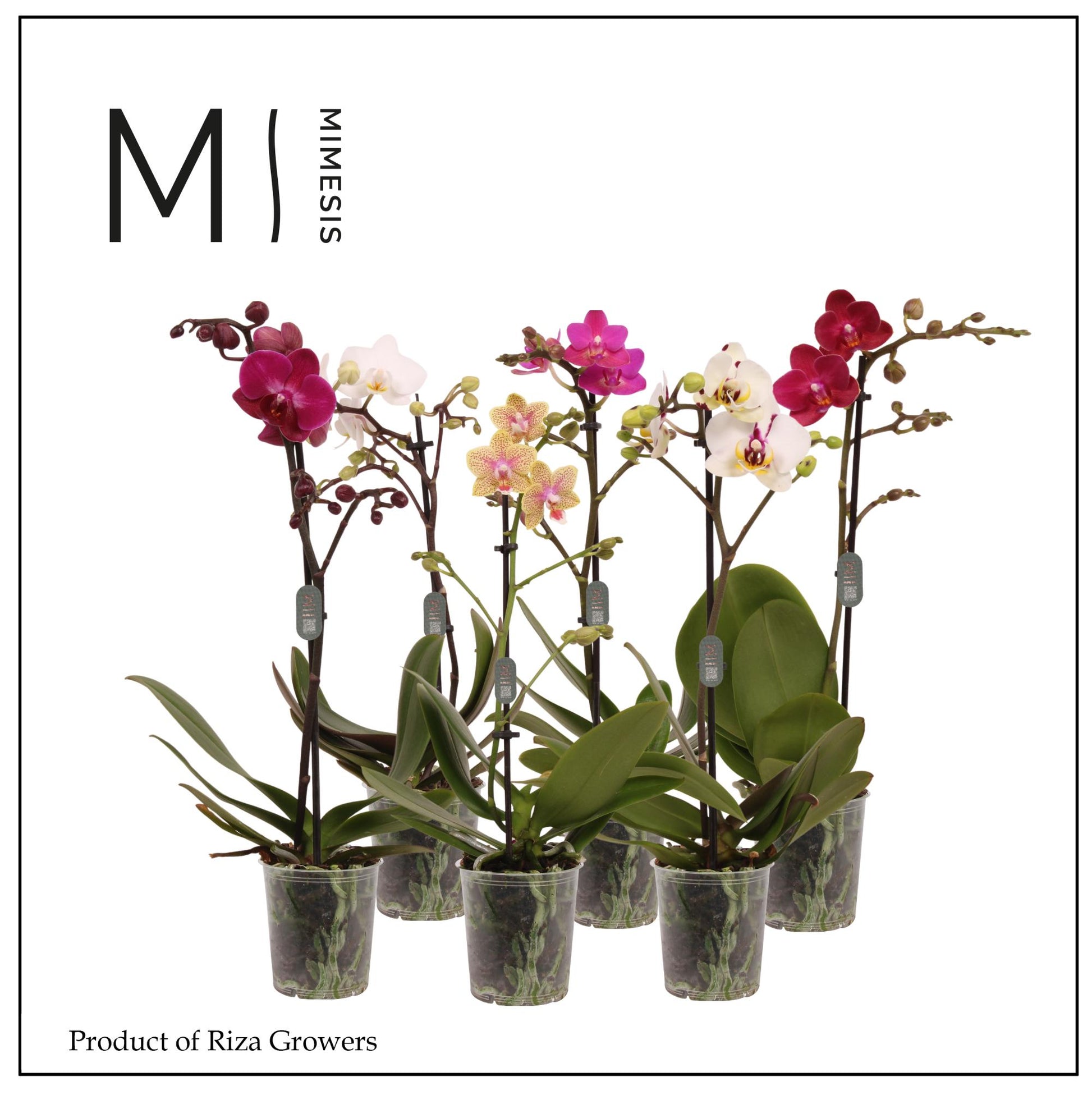 Phalaenopsis mix Mimesis 40cm 9cm Pot