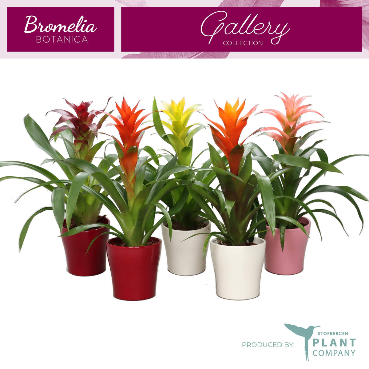 Guzmania mix 50cm 12cm Pot