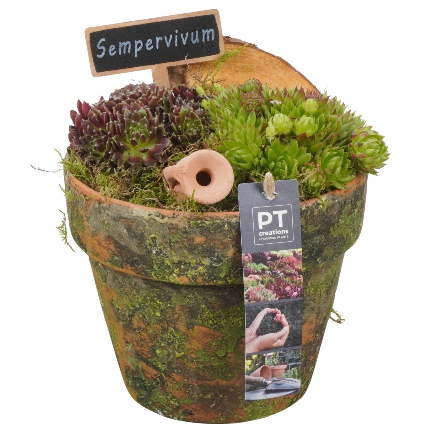 arr. Sempervivum 22cm 14cm Pot