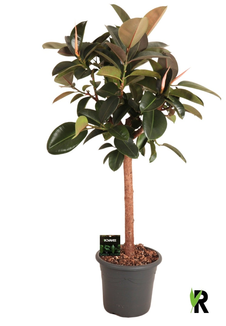 Ficus el. Burgundy 150cm 32cm Pot