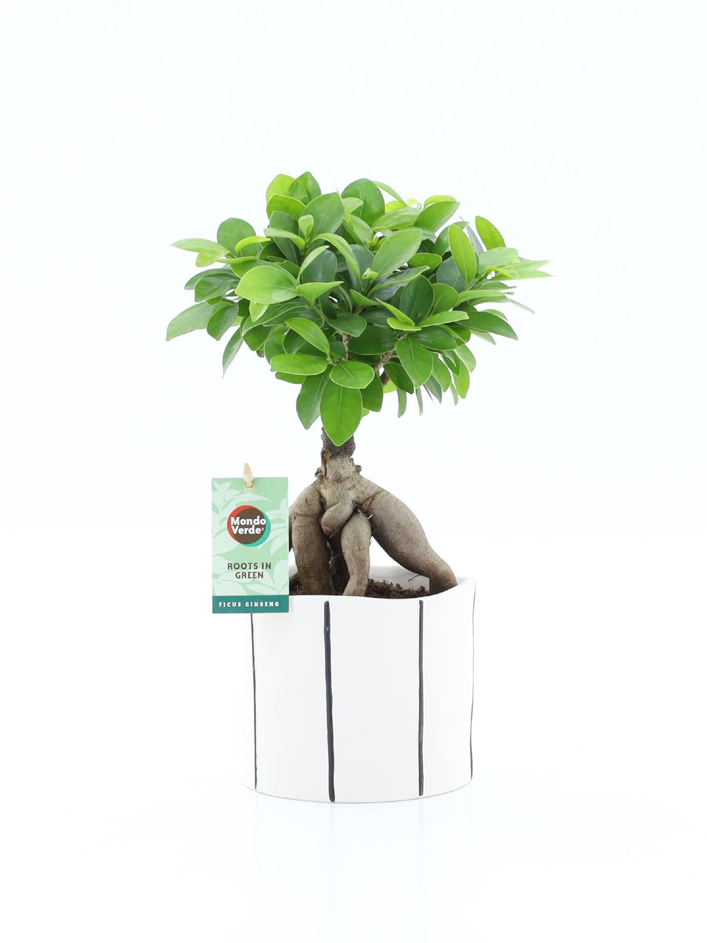 Ficus Ginseng 35cm 13cm Pot