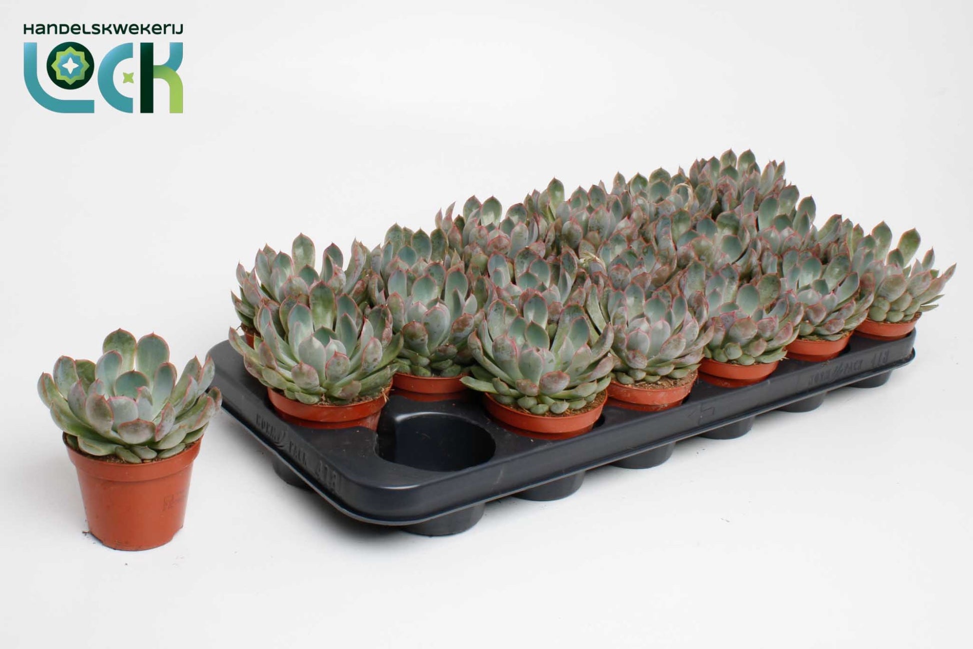 Lock, Handelskwekerij Echeveria Apus Pack of 18