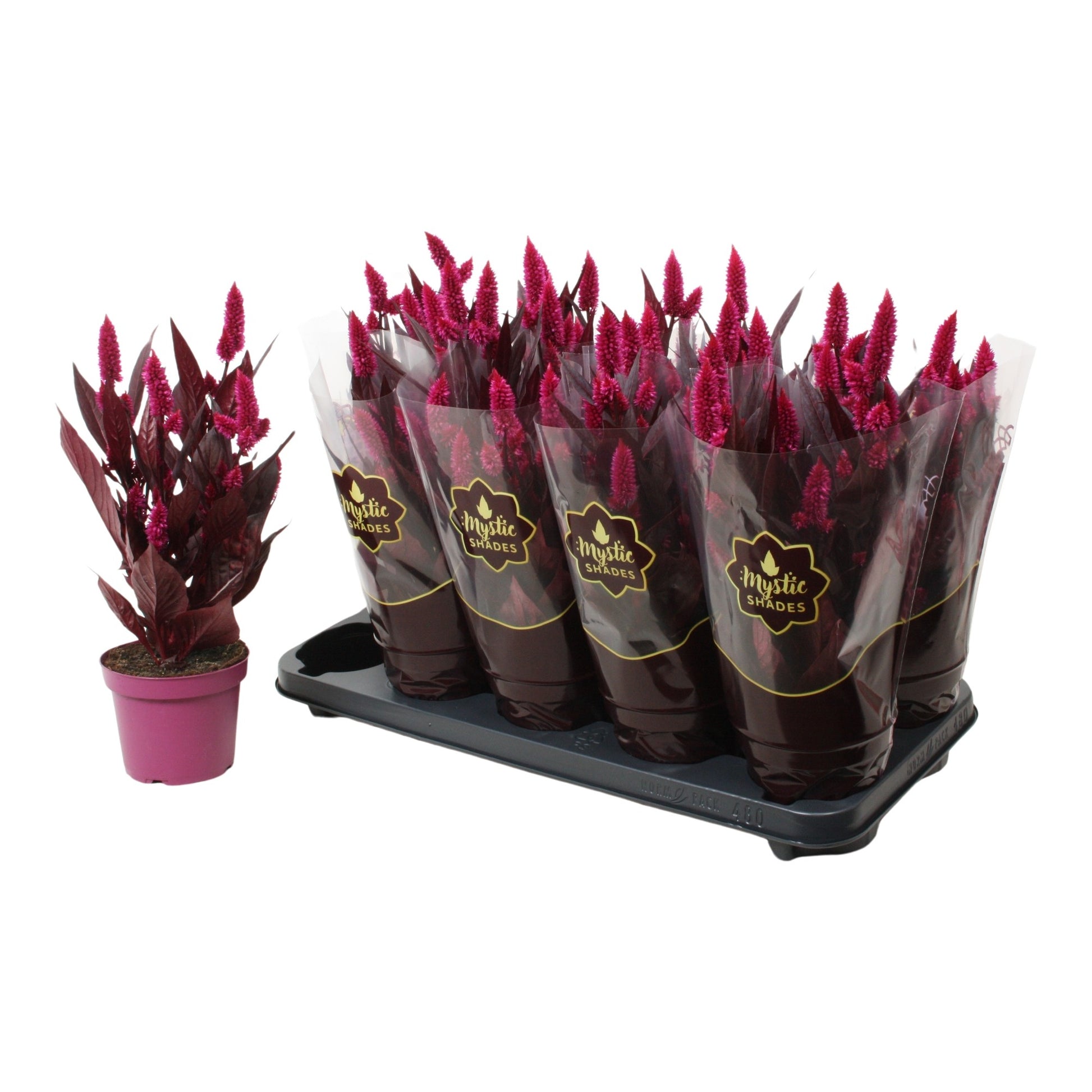 Celosia Mystic Shades 40cm 12cm Pot