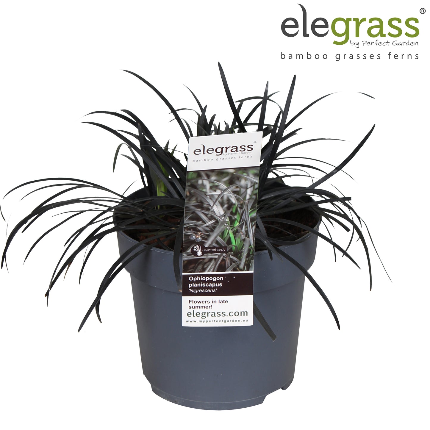 Ophiopogon plan. Nigrescens 40cm 14cm Pot