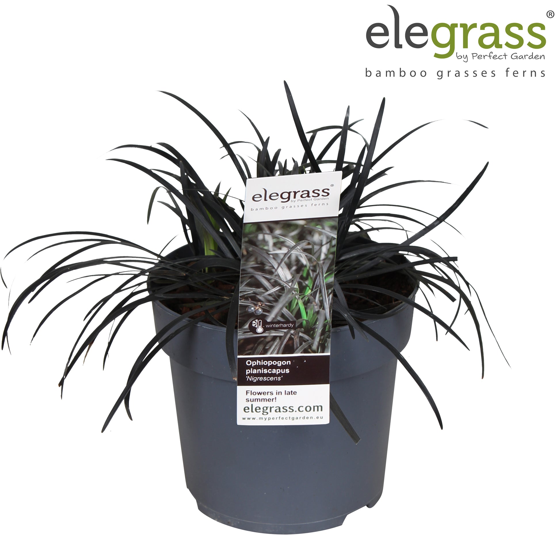 Ophiopogon plan. Nigrescens 40cm 14cm Pot