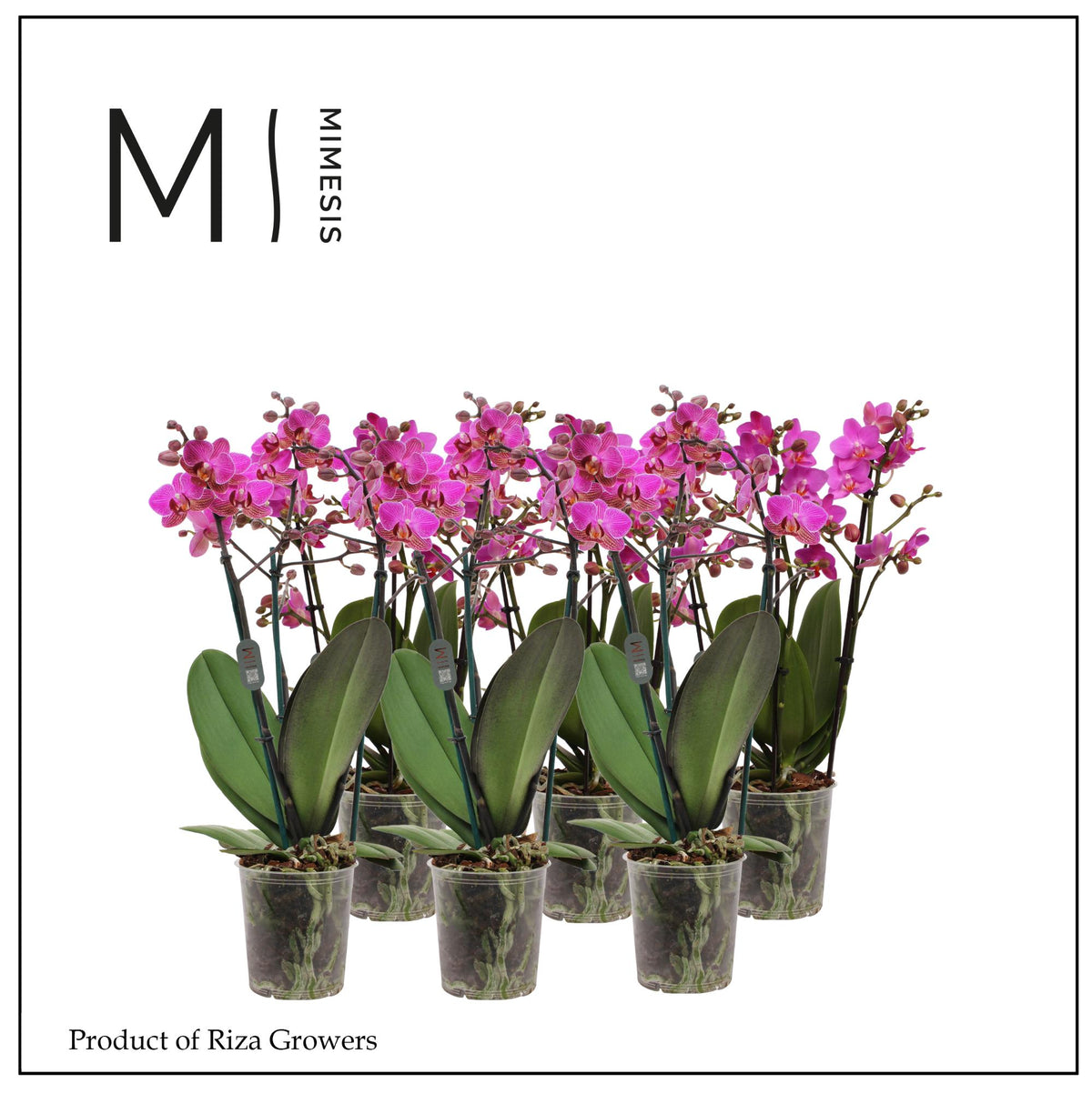 Phalaenopsis pink 50cm 12cm Pot