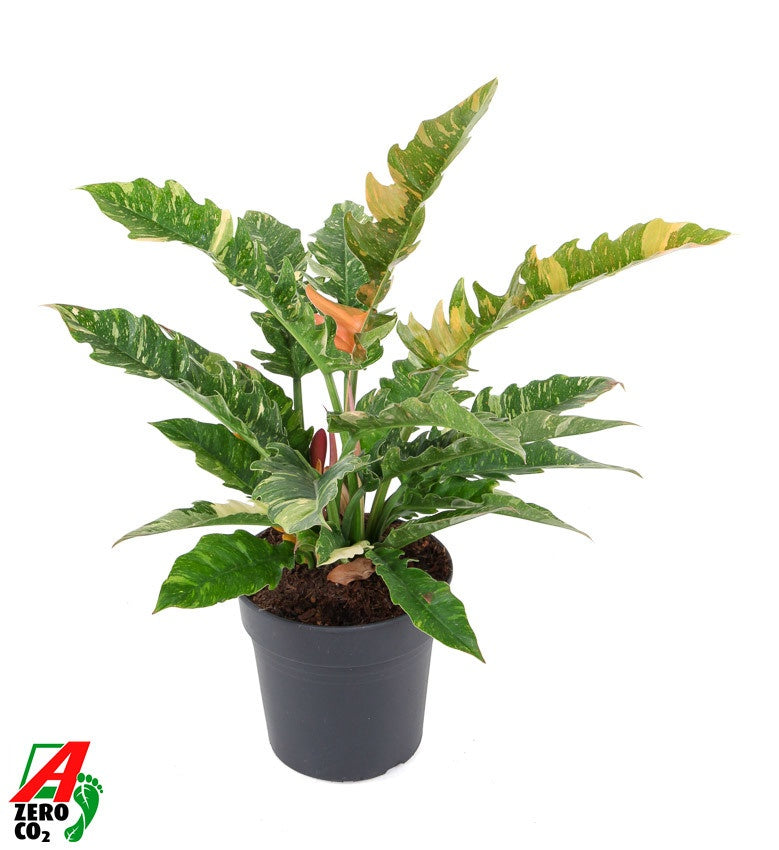 Philodendron Ring of Fire 70cm 24cm Pot