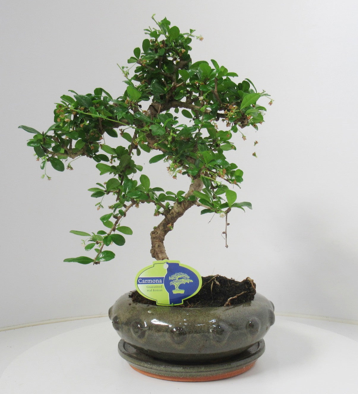 Lodder Bonsai BV Carmona Bonsai Pack of 3