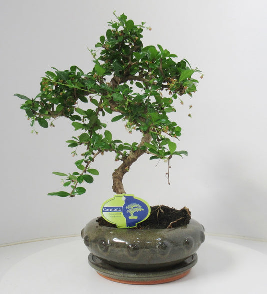 Lodder Bonsai BV Carmona Bonsai Pack of 3