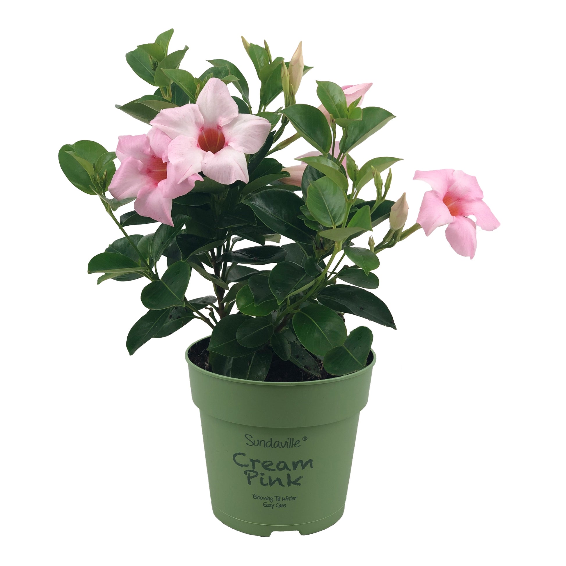 Beauty Plants Mandevilla Cream Pink Pack of 10