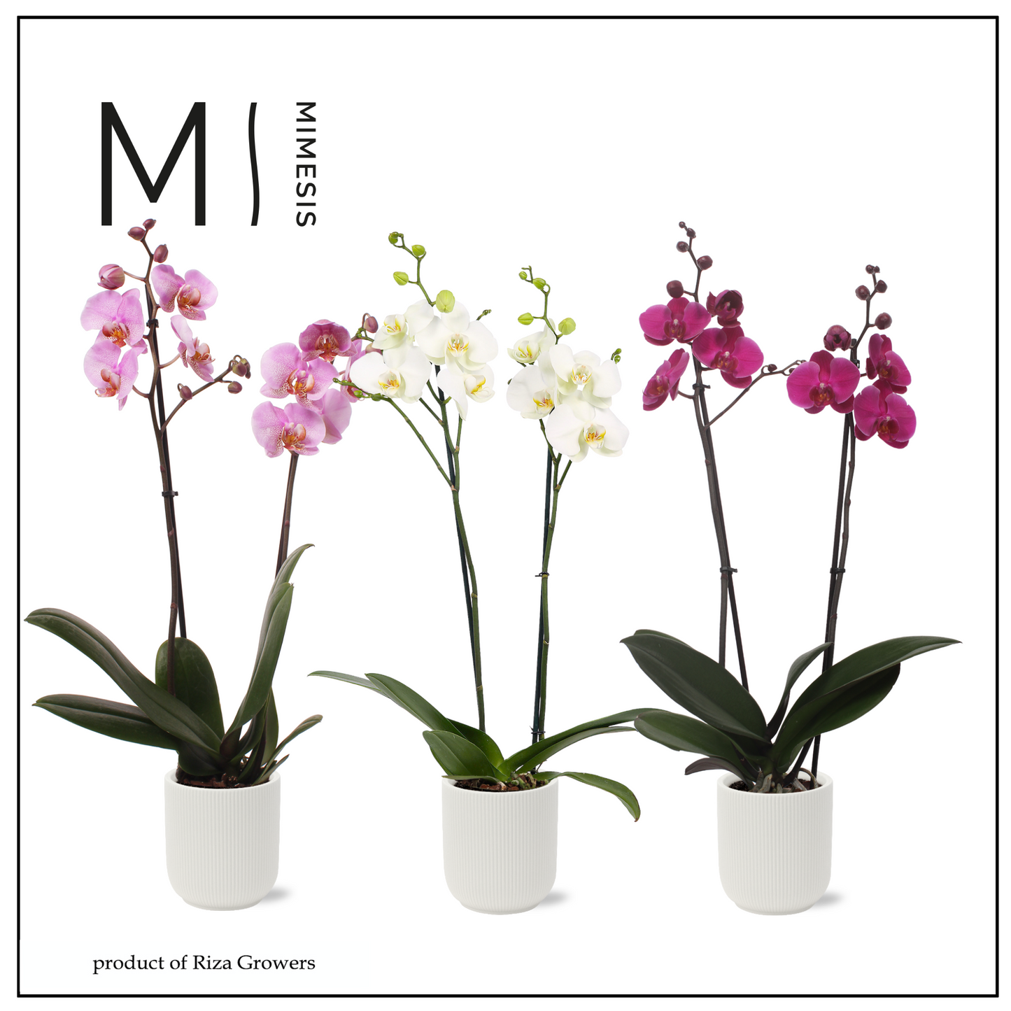 Phalaenopsis mix 70cm 12cm Pot